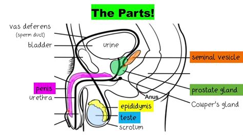 dick pics|Male Genitalia Pictures, Anatomy & Diagram 